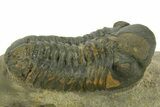 Detailed Reedops Trilobite - Atchana, Morocco #377003-1